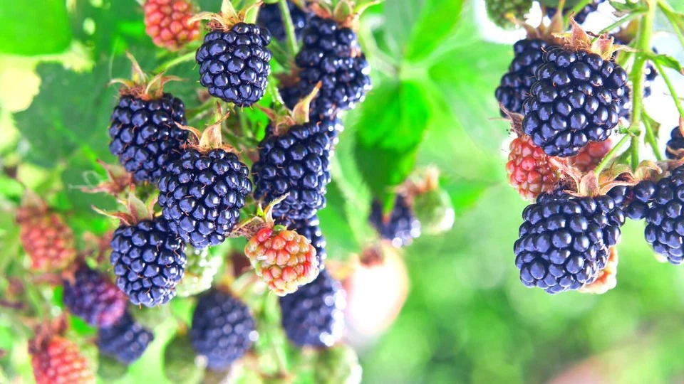 125 Blackberry Seeds, USA Seller Free Shipping Fruit Seeds Fragrant - Image 4 of 4