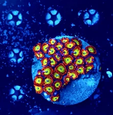 Coral Beauties Aquatics Insane Bowser Zoa