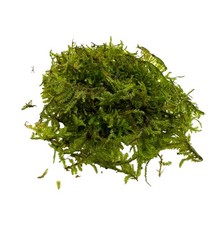 Christmas Moss Vesicularia Montagnei 