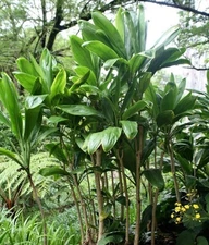 Hawaii Organic Green Ti Leaf Plant Cuttings 6-7 Inch Long Free Shipping USA