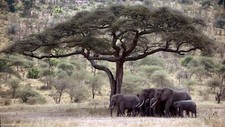 Landscape elephant savannah animals nature mammals Custom Gaming Mat Desk