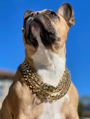 gold cuban chain dog collar 18  Designer Bek&Co Clasped Luxury Heavy