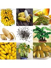 100 Capsules Indoor Dwarf Perennial Decorative Banana Tree Non-GMO Flowers SKU: