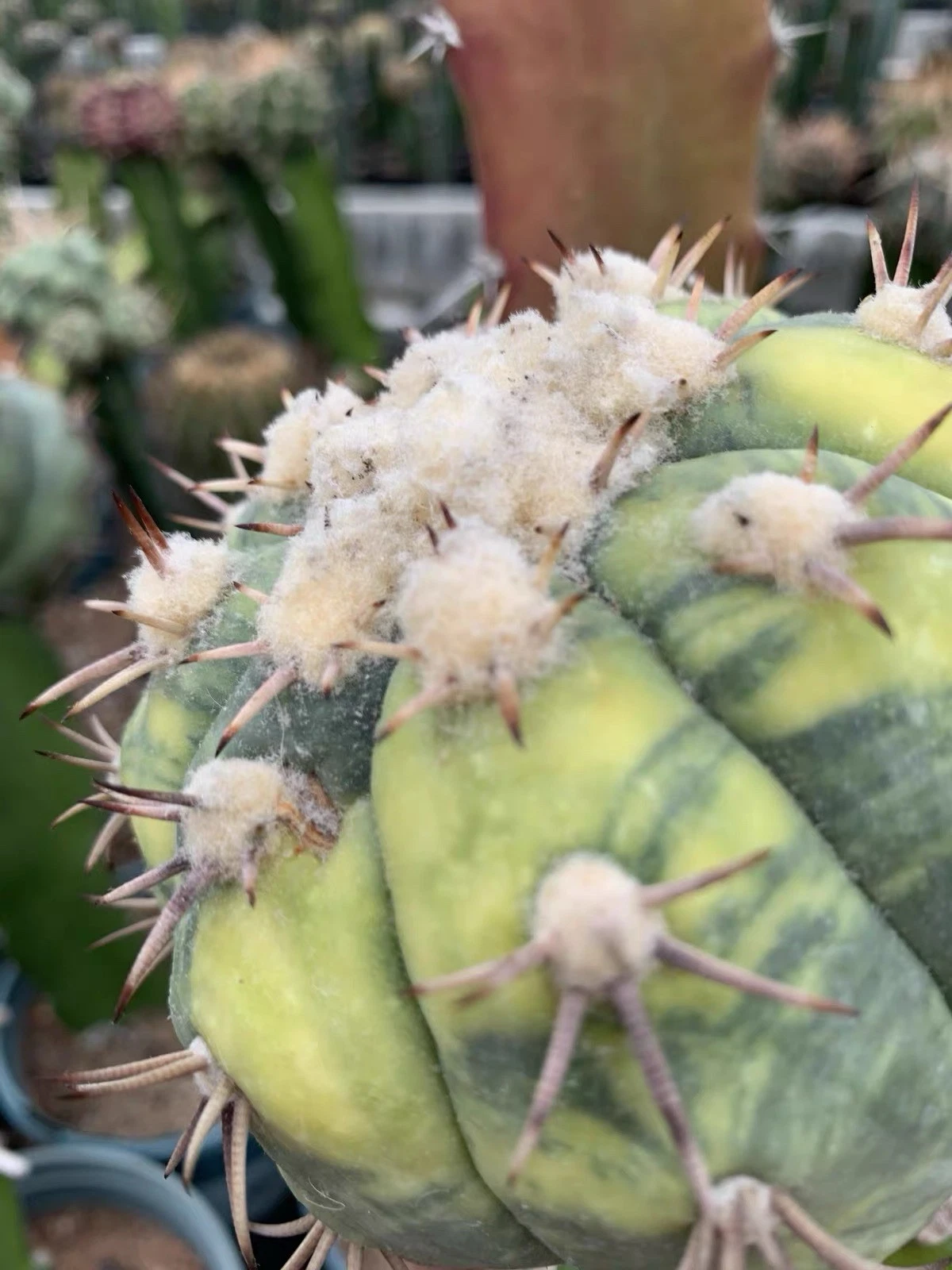 Rare Variegated Gymnocalycium Cactus Long Spine Collector Plant Large Specimen
Opens in a new window
