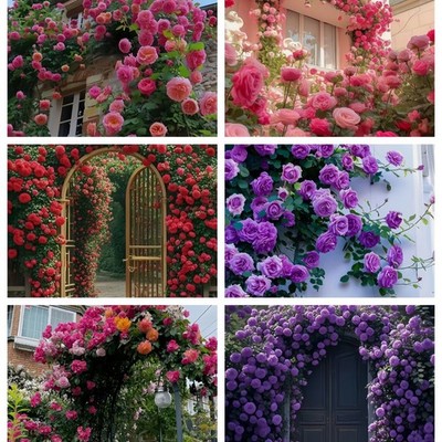 200 Climbing Rose Seeds, Selection of Viable Home Garden Plant Rose Flower Seeds
