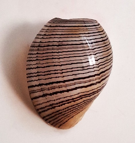 Sea shell hydatina physis 31.1mm, F+++, nice form, superb - Picture 3 of 6