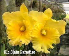 Rlc Siam  Paradise ‘Lemon Field’ Yellow Gold Fragrant Mericlone Orchid 4” Pot