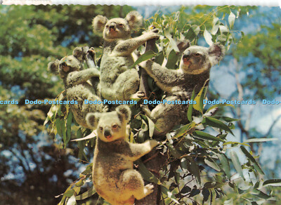 D088803 Koalas oder Australian Native Bears. Murray Ansichten