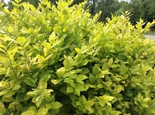 (30)  Tree Cuttings Cali Garden Privet Plant Hedge Ligustrum ovalifolium Bonsai