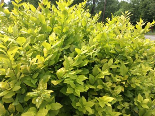 (30) Tree Cuttings Cali Garden Privet Plant Hedge Ligustrum ovalifolium Bonsai