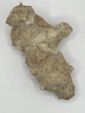 Soft-Body Invertebrate Fossil | 360° In‑the‑Round Specimen | 3D Relief | Medium
