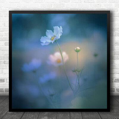 Blume Sommer Makro Garten Wiese Bokeh weich quadratisch Wandkunstdruck