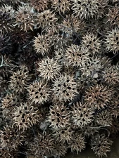 Lot Of 10 Brown Sweet Gum Tree Balls - Arts & Crafts - Recently Fallen