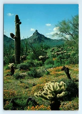 Desert Cactus Flowers Landscape Postcard