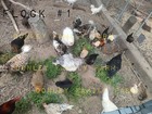 12 Assorted Bantam & Serama Old English & Old English Mix Hatching Eggs — photo 7