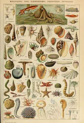 Adolphe Millot Vintage Prints Animals Birds Ocean Botanical Posters Science - Picture 5 of 13