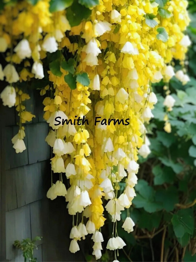 25 Yellow Weeping Begonia Seeds for Stunning Hanging Baskets