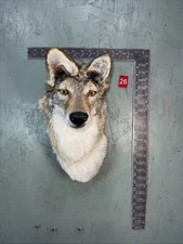 Beautiful Taxidermy Coyote Wall Mount Man Cave Den Mount Badger Bobcat