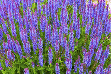BLUE SAGE FLOWER SEEDS 30  Perennial. Gorgeous Deep Color  Ships Free 