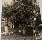 Rare Antique American Farm Picking Fruit Feeding Chickens Photo Postcard! RPPC! — photo 3