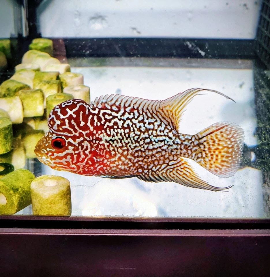 VIP ALTA FERTILIDAD 2 TONOS FLOWERHORN MACHO 3" Foto 3 de 4