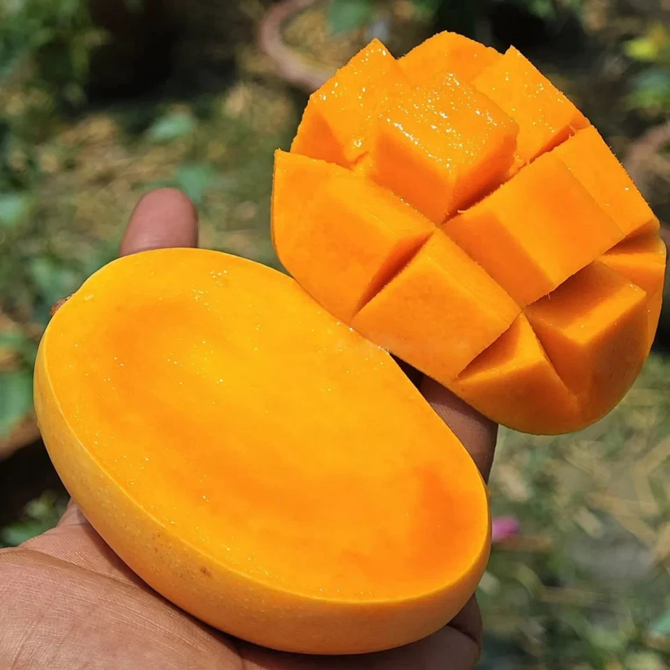 BeauFlora Hybrid Mango (Kesar, injerto) exótica 1 planta de raíz desnuda