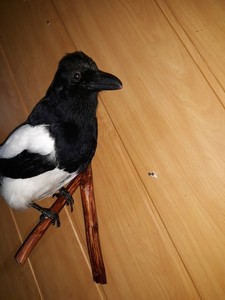 stuffed magpie