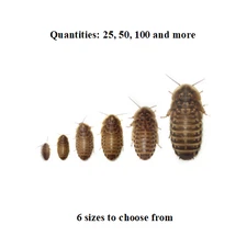 Dubia Roaches - All Sizes, Ships Same Day FREE - Professionally Bred Feeders