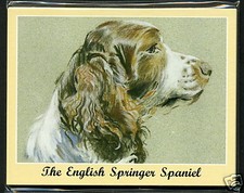 THE ENGLISH SPRINGER SPANIEL - Man's Best Friend Collectors Card Set by Perikim
