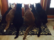 SPONSOR DONATE TO BIRD WATCHING CATS KITTEN RECEIVE COLOR PHOTO CAT RESCUE