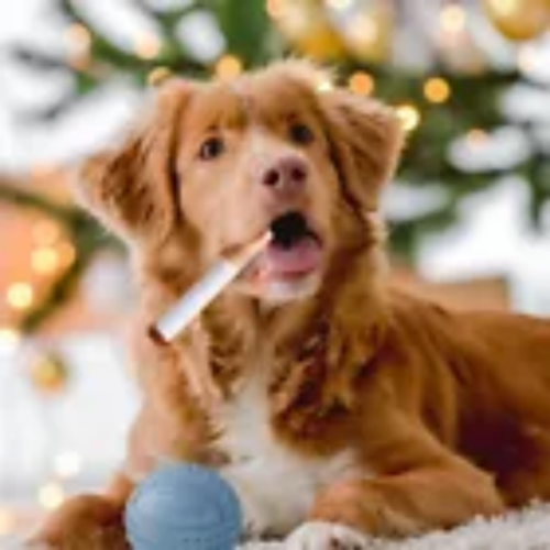 Giocattolo per cani sigarette, giocattoli per sigari cigolanti, divertente giocattolo interattivo per cani sigaro cigolante - Foto 8 di 9