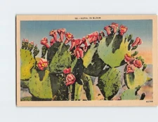 Postcard Nopal In Bloom