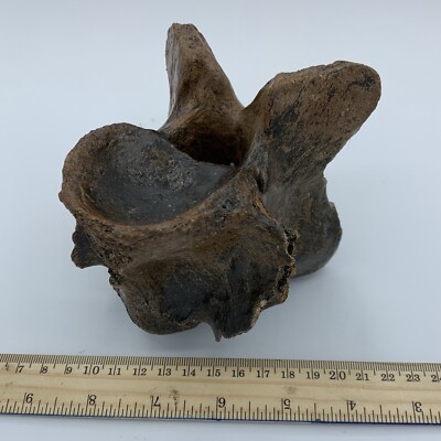 BISON VERTEBRA FOSSIL Holocene Bison Buffalo R12
