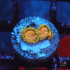 TIA Gold Maul Zoanthias - NOT WYSIWG | Live Softies Coral | Aquacultured