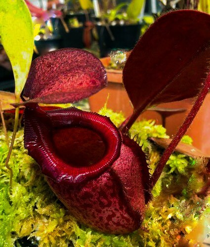 Nepenthes Rajah