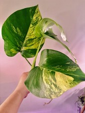 Extremely Rare Monstera Aurea Variegated Bare Root Live Plant Ship From NY