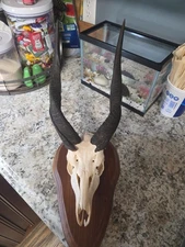 Nice African Bush Buck Antelope Skull Great For the Man Cave!