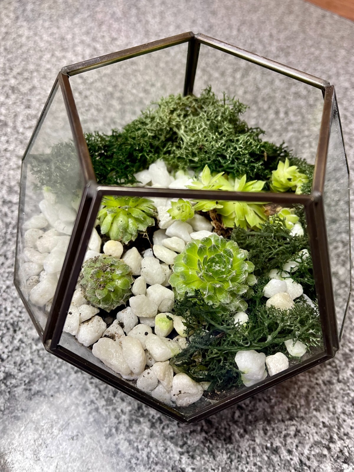 COMPLETE Terrarium Kit with Plants and Glass Geometric Terrarium Gift