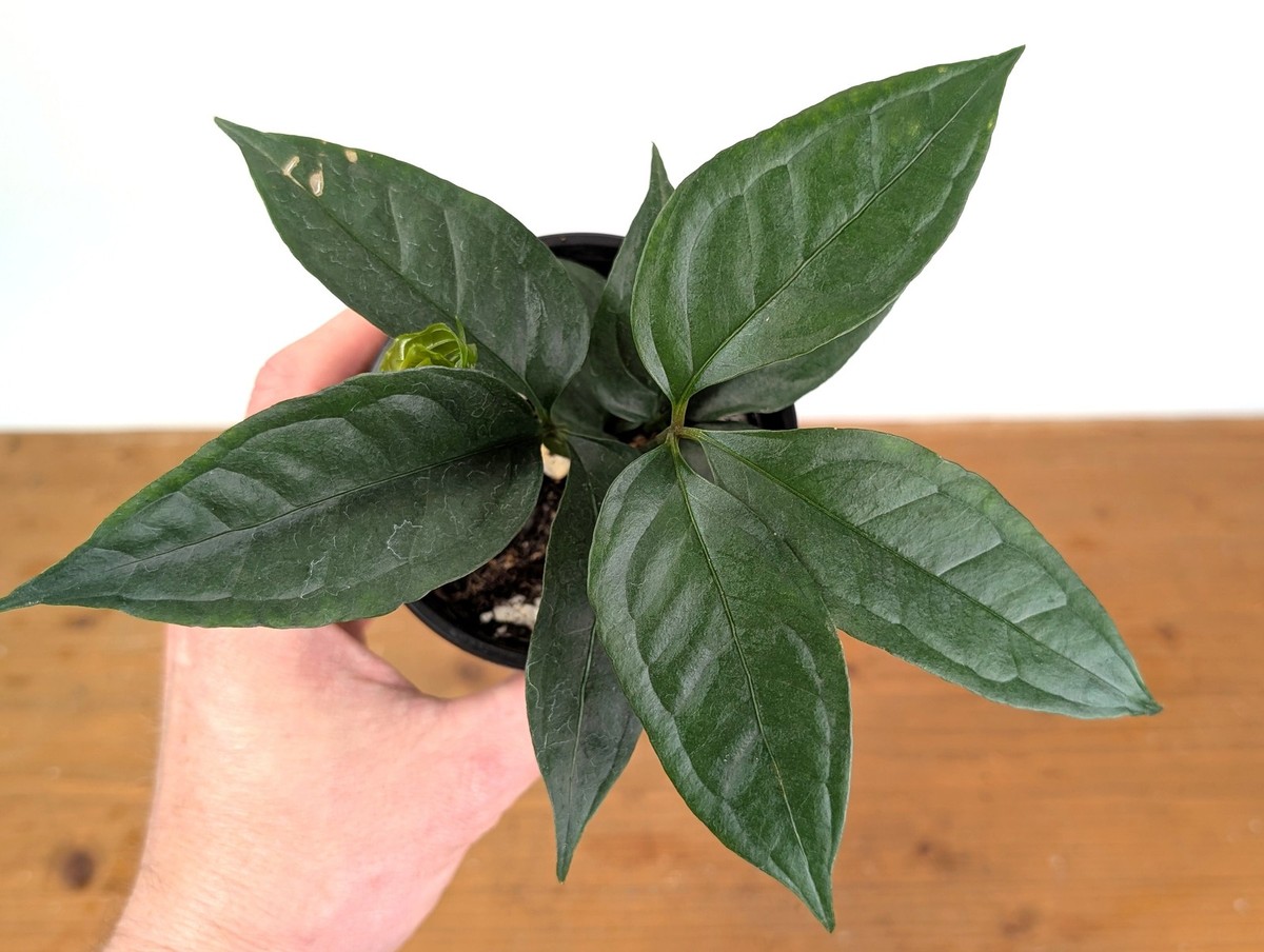 Anthurium Kunthii | eBay