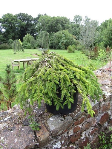 Picea abies Formánek multi-stem 15L 18-20x75cm EXACT ITEM PHOTOS - Picture 2 of 3
