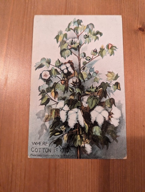 Where Cotton Is King Charlotte NC North Carolina