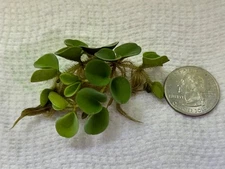 Salvinia Cucullate 10+ plants (100+ leaves)