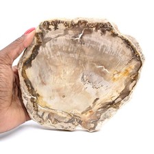 Tranche de Bois Pétrifié Malgache - Esthétisme Minéral 765gr 170mm
