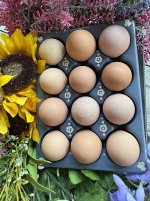 Large Brown Eggs, Prolific layers, Haching Eggs