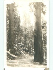 Pre-1950 rppc SEQUOIA NATIONAL PARK Visalia & Fresno & Tulare CA W0687