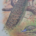 Picture 4 of 6