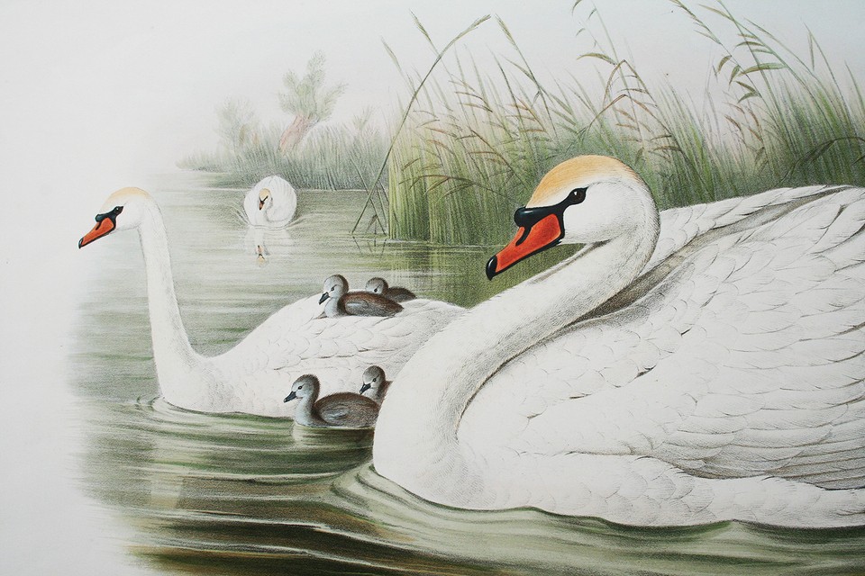 John Gould ORIGINAL Hand Colored Lithograph, Birds of Great Britain | eBay