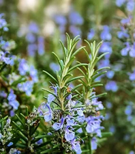 50+ Rosemary seeds - 50 Seeds | Culinary Perennial Garden Container USA SELLER