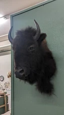 Real Buffalo / Bison Shoulder Taxidermy Mount (you Get Exact One Pictured) Pat59
