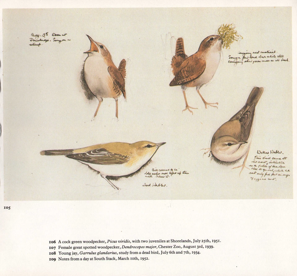 Beau Vintage Oiseau Imprimé ~ Chantant Roitelet Bois Warbler Nesting ~ - Photo 1/1